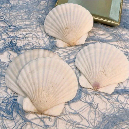 5PCS Large White Scallop Shells